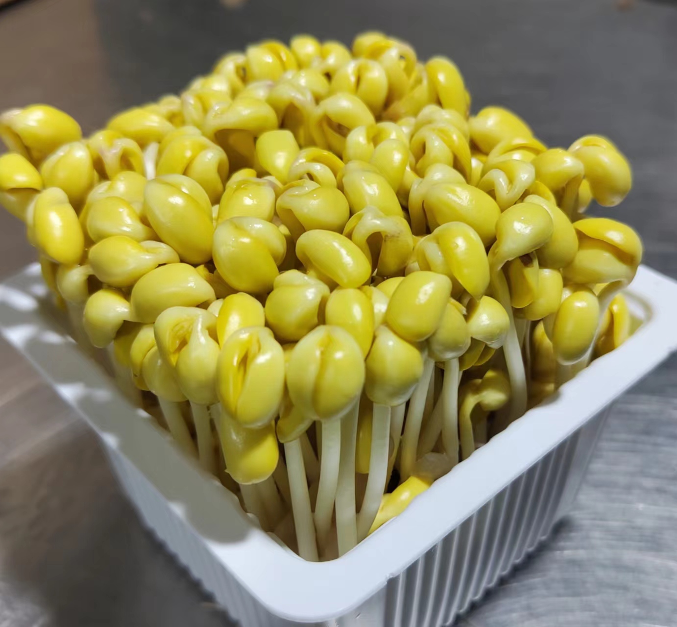 活體黃豆芽